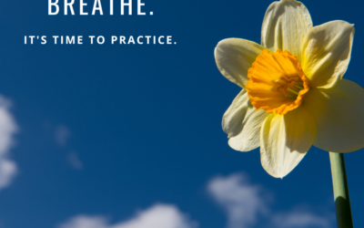Guided Meditation: Surfing the Wave of Breath